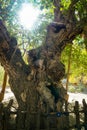 Hotan - King of Walnut Trees in Xinjiang