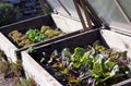 Hotbed with radicchio and lettuce in the vegetable garden