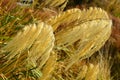 Toetoe Grass , Chateau Tongariro, Mount Ruapehu, New Zealand Royalty Free Stock Photo