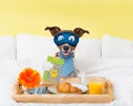 Hotel room service wtih dog Royalty Free Stock Photo