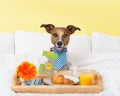 Hotel room service wtih dog Royalty Free Stock Photo
