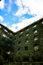 Hotel windows smothered in creepers(Green leaf bush)