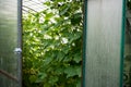 Hothouse with cucumbers plant
