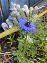 Hoto of the Flower of Nigella Damascena Love-In-A-Mist Ragged Lady or Devil in the Bush