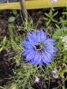 Hoto of the Flower of Nigella Damascena Love-In-A-Mist Ragged Lady or Devil in the Bush