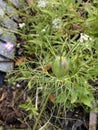 Hoto of the Flower of Nigella Damascena Love-In-A-Mist Ragged Lady or Devil in the Bush Royalty Free Stock Photo