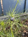 Hoto of the Flower of Nigella Damascena Love-In-A-Mist Ragged Lady or Devil in the Bush Royalty Free Stock Photo