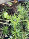 Hoto of the Flower of Nigella Damascena Love-In-A-Mist Ragged Lady or Devil in the Bush Royalty Free Stock Photo