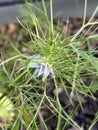 Hoto of the Flower of Nigella Damascena Love-In-A-Mist Ragged Lady or Devil in the Bush Royalty Free Stock Photo