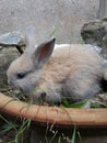 Hotot bunny Royalty Free Stock Photo