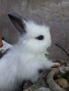 Hotot bunny