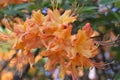 Hotspur Yellow Native Azalea in Garden Royalty Free Stock Photo