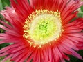 Hottentot fig Royalty Free Stock Photo