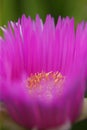 Hottentot fig Royalty Free Stock Photo