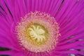 Hottentot fig Royalty Free Stock Photo