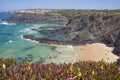 Hottentot-fig growing on the edge of the cliff