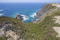 Hottentot-fig growing on the edge of the cliff