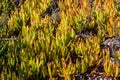 Hottentot Fig Ice Plants in Southern California