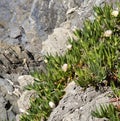 Hottentot Fig Plant Growing on the Cliffs in Cinque Terre, Italy