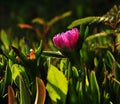 Hottentot plant