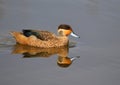 Hottentot Teal Royalty Free Stock Photo