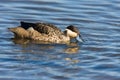 Hottentot Teal Royalty Free Stock Photo