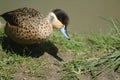 Hottentot Teal Duck Royalty Free Stock Photo