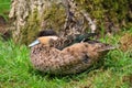 Hottentot Teal Duck Anas hottentota Royalty Free Stock Photo