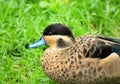 Hottentot Teal Duck Anas hottentota Royalty Free Stock Photo