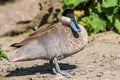 Hottentot Teal Duck Royalty Free Stock Photo