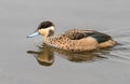 A hottentot teal photographed in South Africa