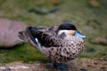 Hottentot teal Royalty Free Stock Photo