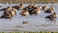 Hottentot Teal Swimming on Lake Royalty Free Stock Photo