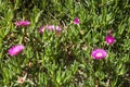 Hottentots fig flowers on the Elba Island. Royalty Free Stock Photo