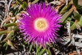 Hottentots fig flowers on the Elba Island. Royalty Free Stock Photo