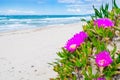 Hottentots Fig flowers by the sea in Platamona beach Royalty Free Stock Photo