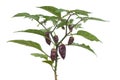 Hottest capsicum chinense, habanero chilli peppers plant with purple, brownish chilli peppers, green chilli plant isolated in