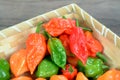 Hottest pepper Royalty Free Stock Photo