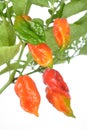 Hottest pepper Royalty Free Stock Photo