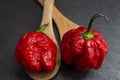 Hottest pepper in the world. Trinidad Scorpion Butch, thousands of times more spicy than Habanero. On black slate background, with
