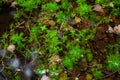 Hottonia palustris known as water violet