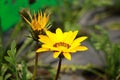 Hotzone beautiful yellow blooms in summer Royalty Free Stock Photo