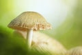 Mushroom - Marasmius oreades