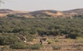 Houbara bustard chlamydotis undulata in a desert near dubai