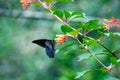 Ecological and non-toxic, flowers set against butterflies!