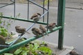 Houme sparrows in summer inaugust Royalty Free Stock Photo