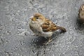 Houme sparrows in summer inaugust