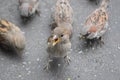 Houme sparrows in summer inaugust Royalty Free Stock Photo