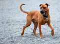 A hound bringing the ball back