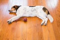 Hound Dog Laying Down on Hardwood Floor